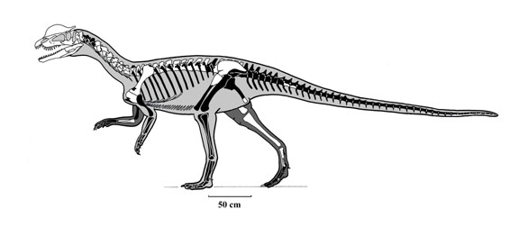 dilophosaurus skeletal